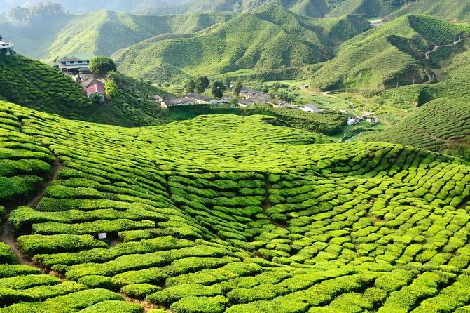 Malaysia West Coast Kuala Lumpur to Cameron Highlands Tour 7 Days